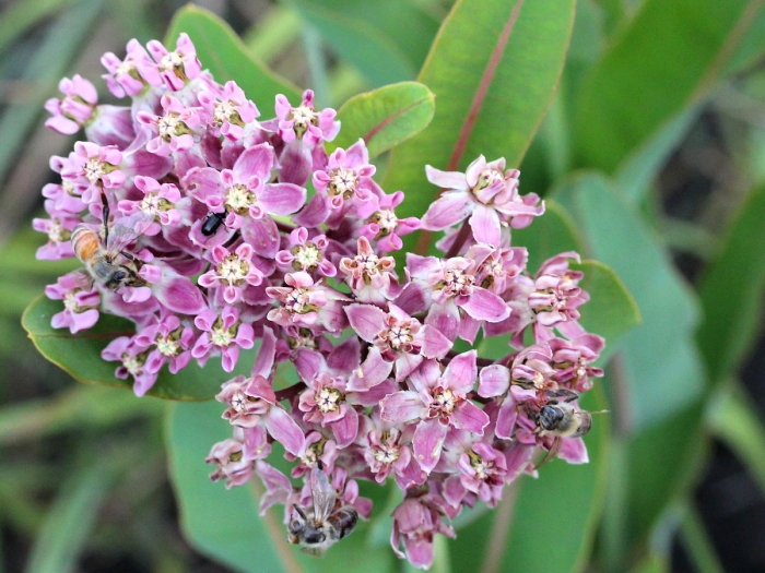 Asclepias sullivantii image