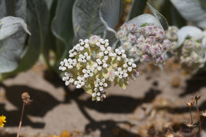 Asclepias vestita image