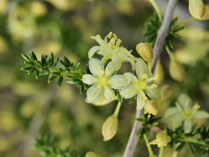 Asparagus acutifolius image