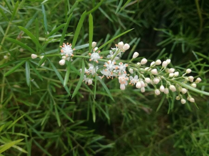 Asparagus aethiopicus image