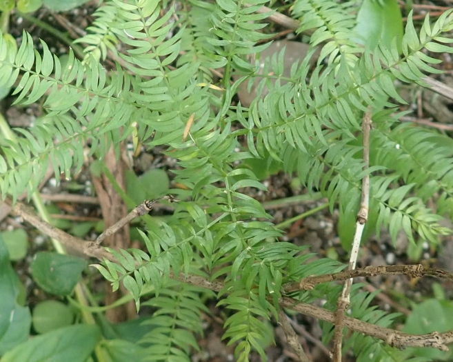 Asparagus scandens image