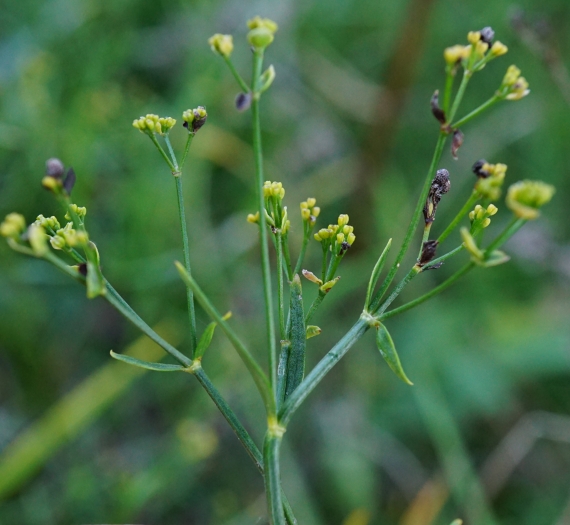 Asperula tinctoria image