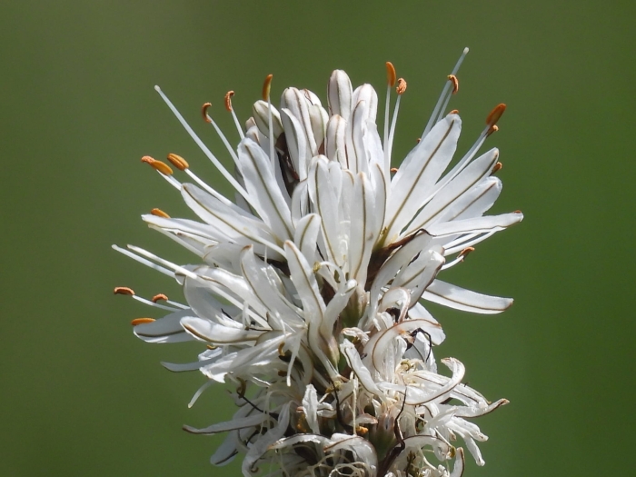 Asphodelus albus image