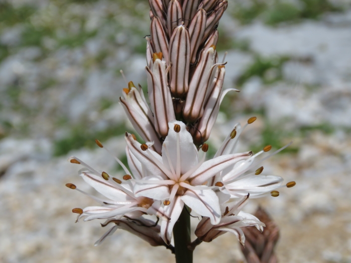 Asphodelus ramosus image