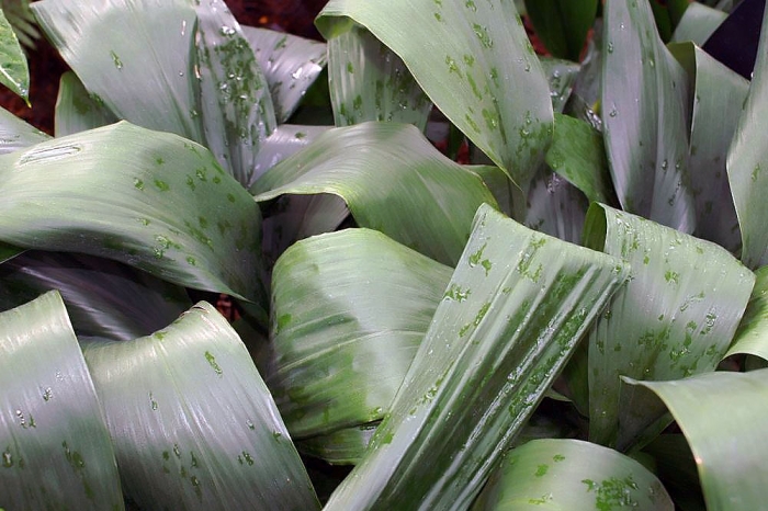 Aspidistra elatior image
