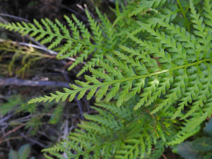 Asplenium adiantum-nigrum image