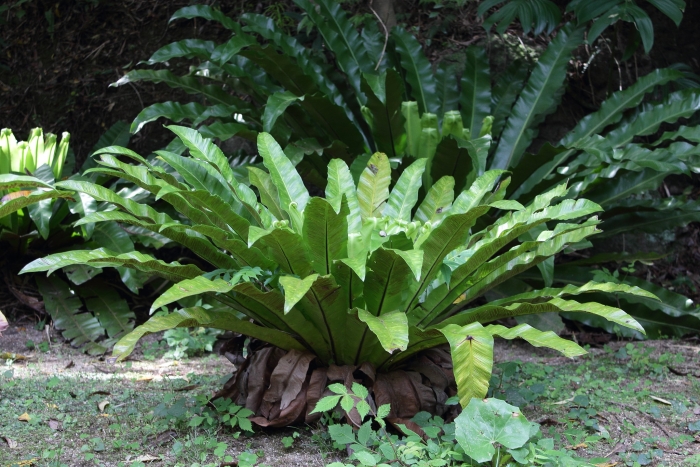 Asplenium antiquum image