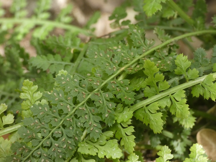 Asplenium fontanum image
