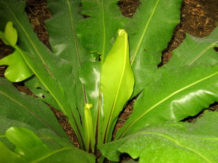 Asplenium nidus image