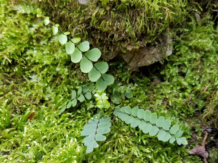 Asplenium resiliens image