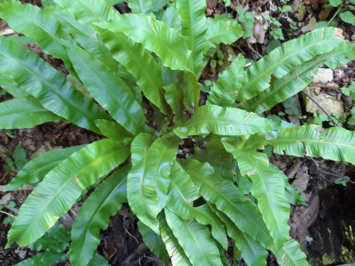 Asplenium scolopendrium image