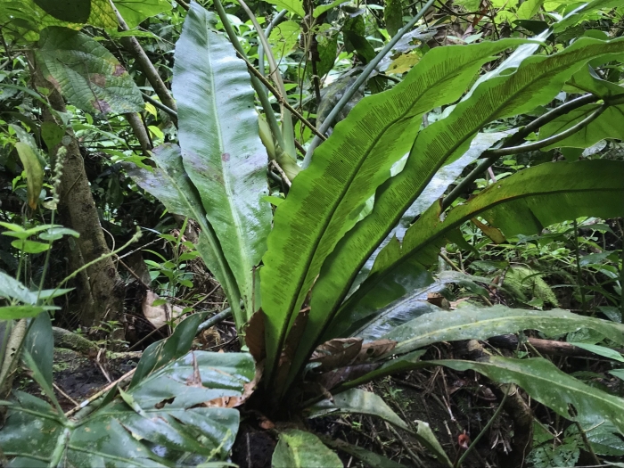 Asplenium serratum image