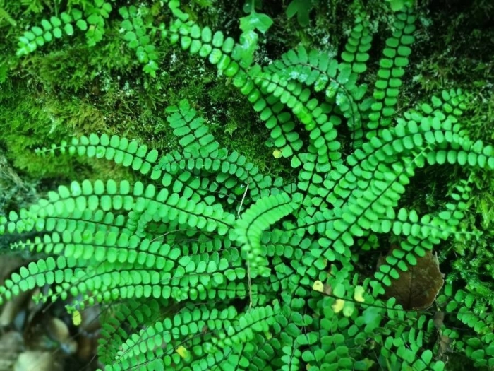 Asplenium trichomanes image