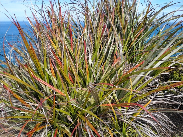 Astelia banksii image