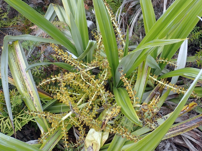 Astelia chathamica image