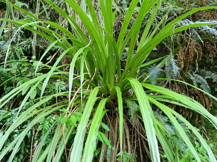 Astelia fragrans image
