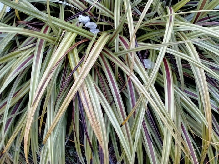Astelia nervosa image
