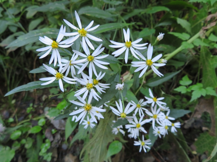 Aster ageratoides image