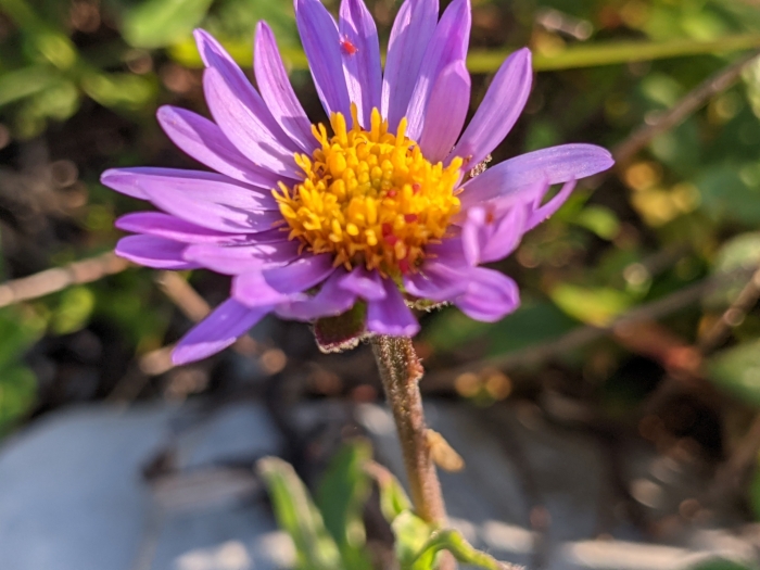 Aster alpinus image