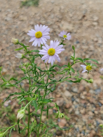 Aster lautureanus image