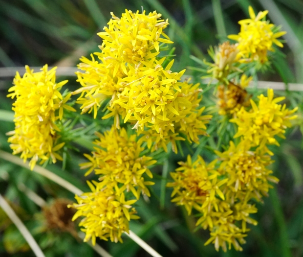 Aster linosyris image