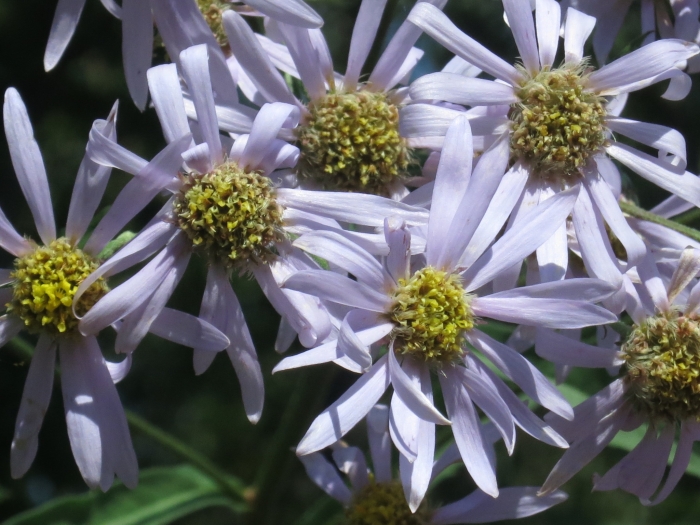 Aster tataricus image
