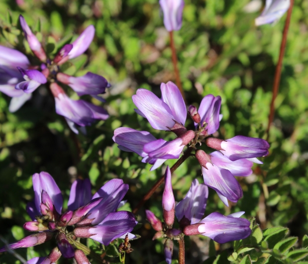 Astragalus alpinus image