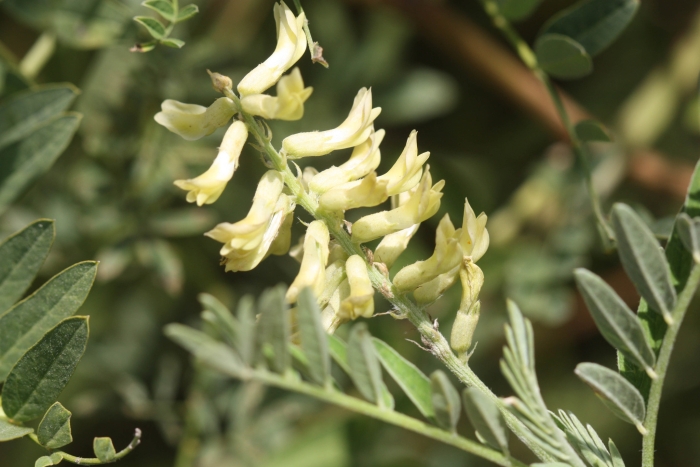 Astragalus canadensis image