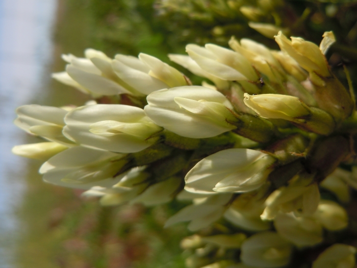 Astragalus cicer image