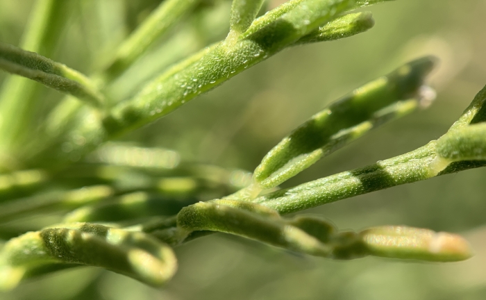 Astragalus filipes image