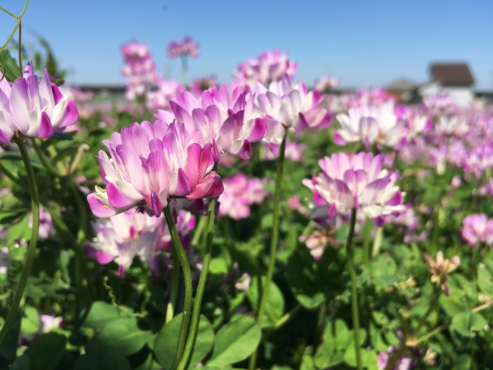 Astragalus sinicus image
