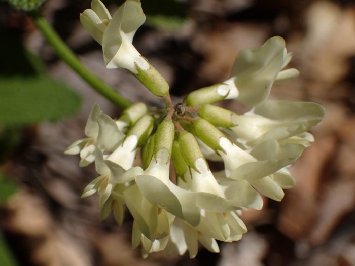 Astragalus trichopodus image