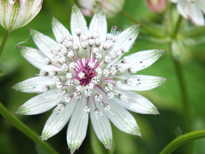 Astrantia major image