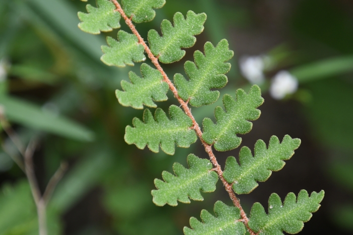 Astrolepis sinuata image