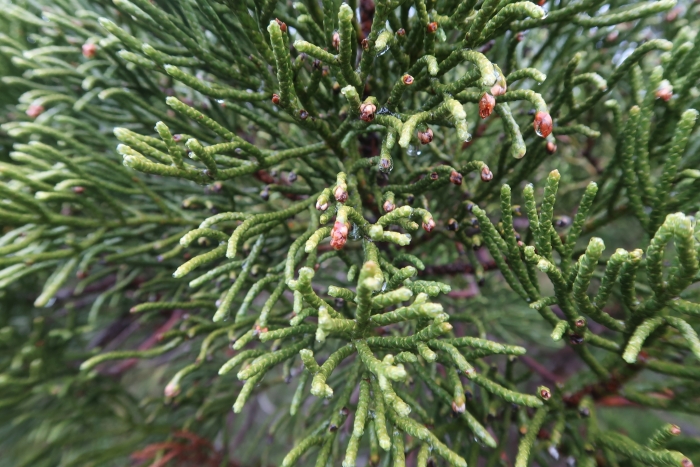 Athrotaxis cupressoides image