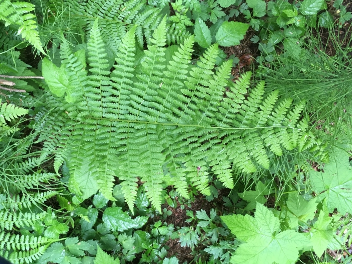Athyrium filix-femina image