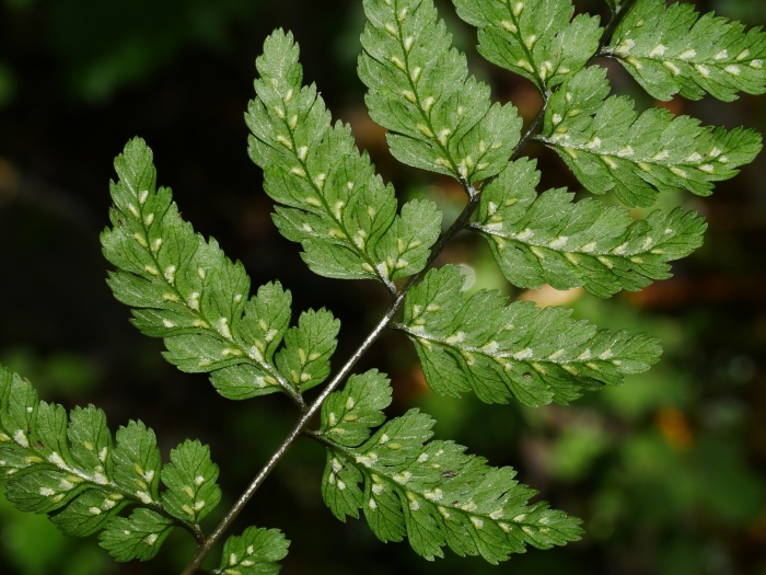 Athyrium nigripes image