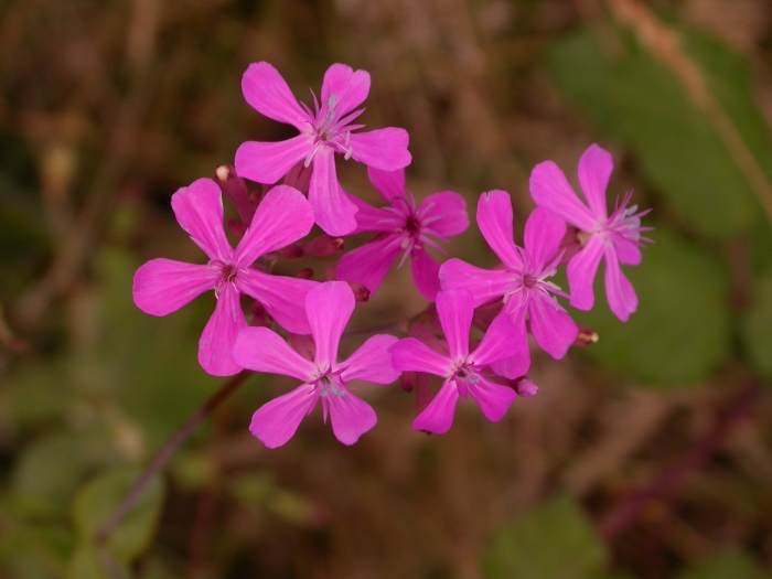 Atocion armeria image