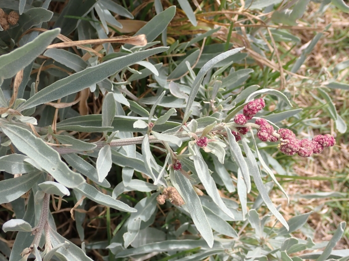 Atriplex cinerea image