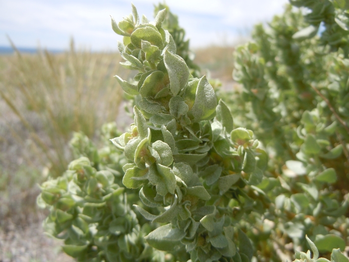 Atriplex confertifolia image