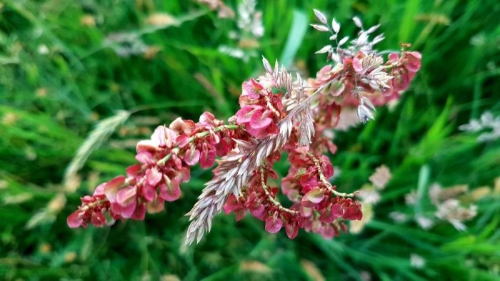 Atriplex hortensis image