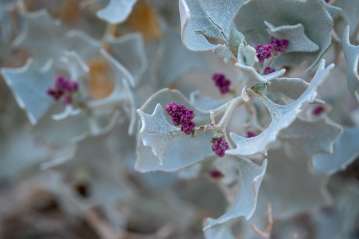 Atriplex hymenelytra image