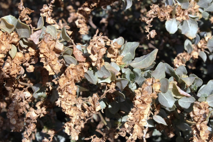 Atriplex nummularia image