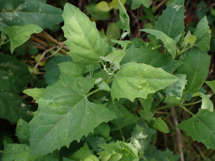 Atriplex patula image