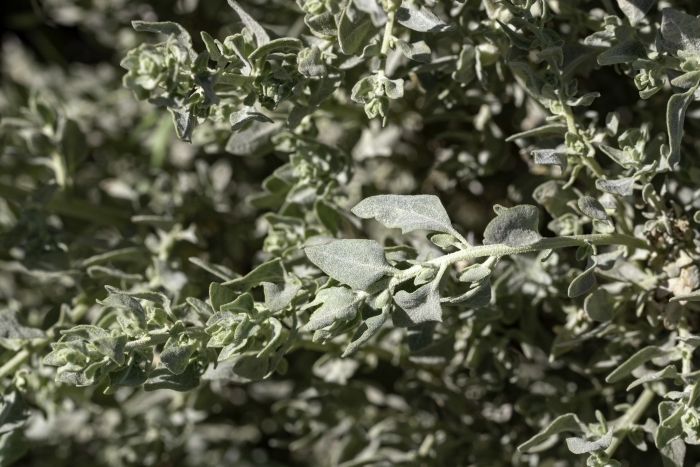 Atriplex spinifera image