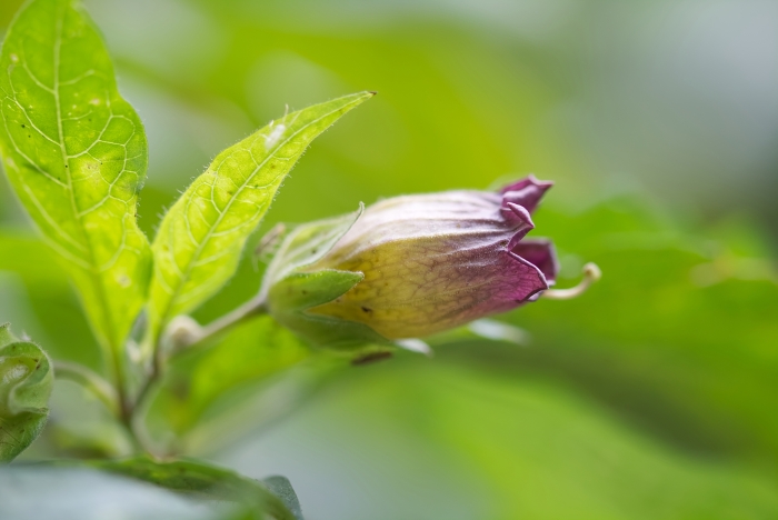 Atropa belladonna image