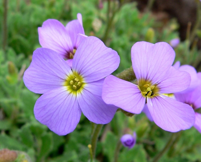 Aubrieta deltoidea image
