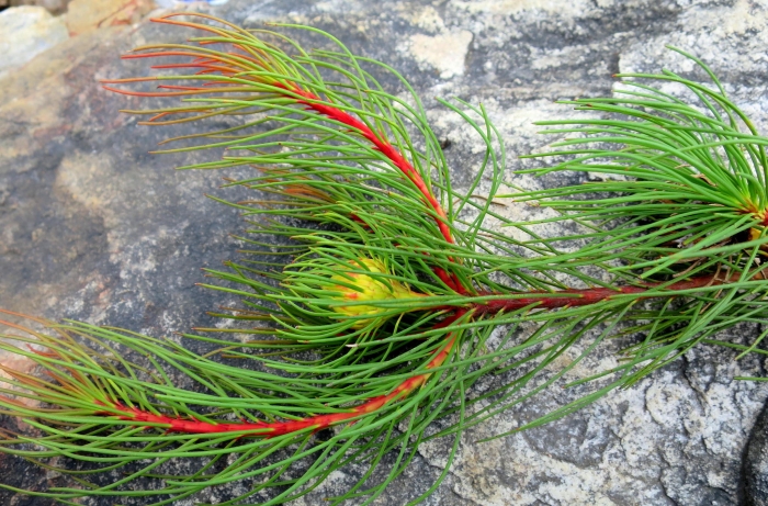 Aulax cancellata image