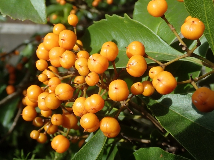 Auranticarpa rhombifolia image