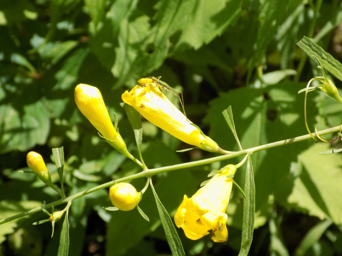 Aureolaria flava image